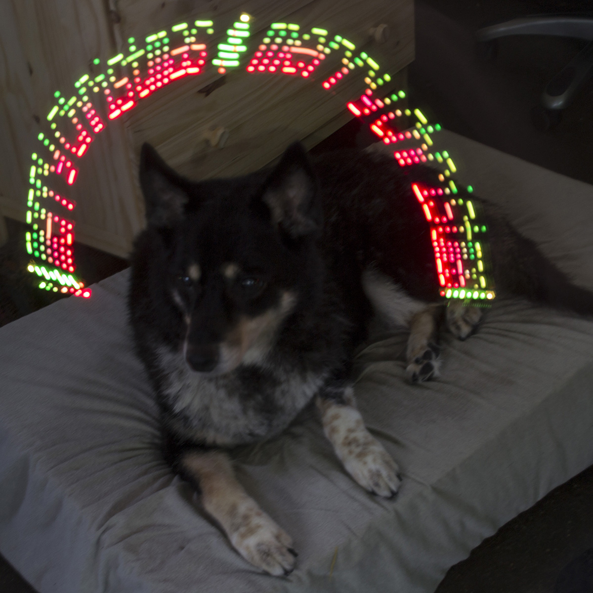 a black and white dog sits under a light streak arch that reads 'Merry Christmas'