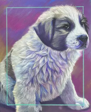 A young, fluffy white and gray great pyrenese puppy over a purple background framed by a teal inset border