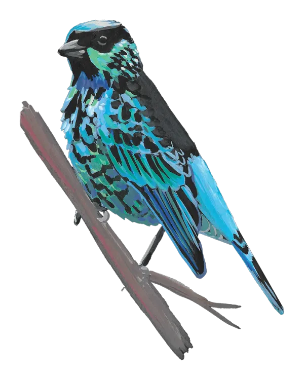 Beryl Spangled tanager, a small blue and black speckled bird