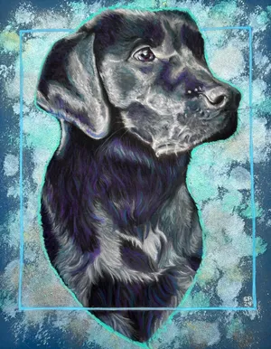 Black lab on a teal background