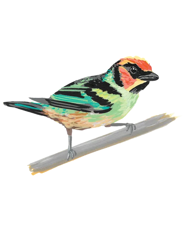 Flame faced tanager, which has a green and yellow body with black banding and a bright orange head and underbelly