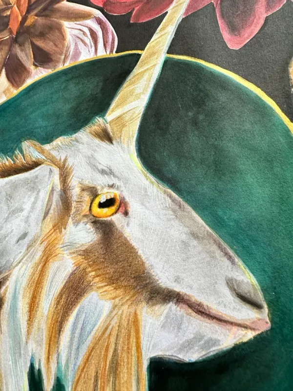 close up of goat ear