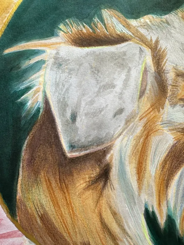 close up of goat face