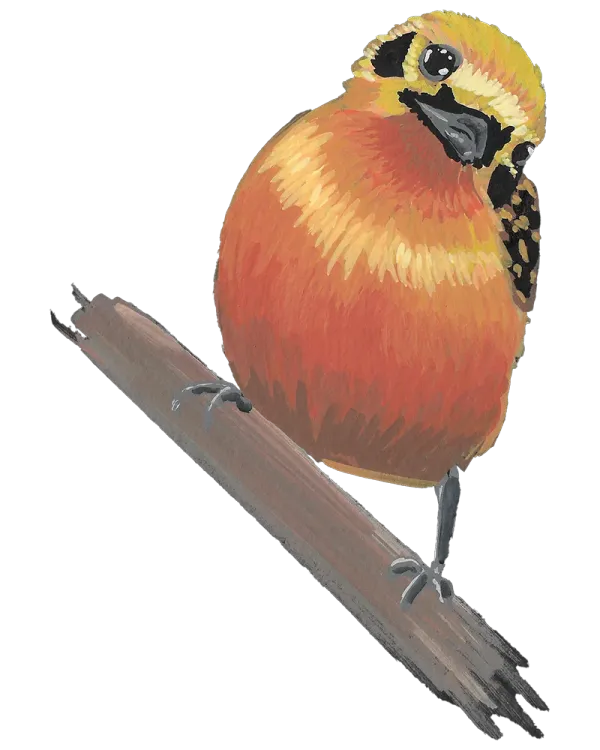 Golden tanager, a yellow bird with black markings
