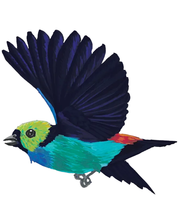 Paradise tanager, which has a fluorescent green head, iridescent blue belly, black wings and tail, and a bright orange patch on its back