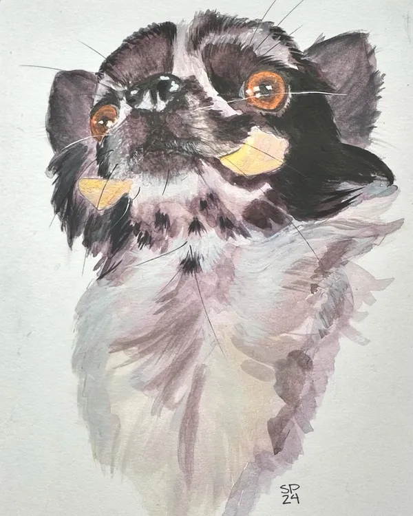Black merle chihuahua holding a pork skin roll (swizzle), upward view