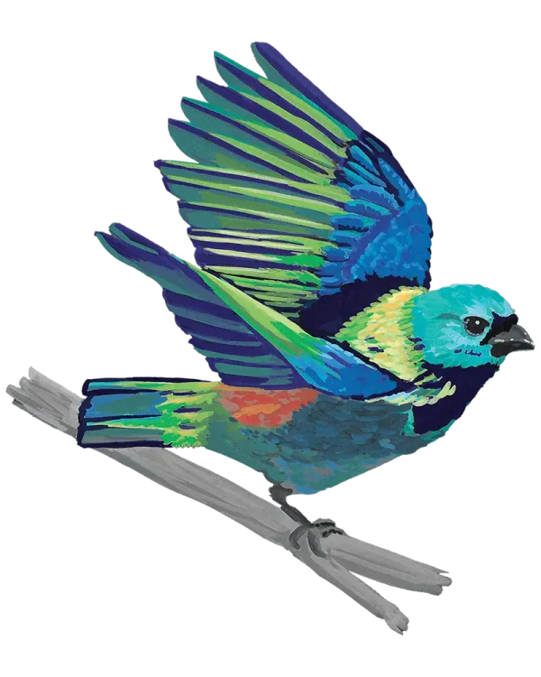 Seven colored tanager, a primarily teal and royal blue bird with colorful yellow and orange patches