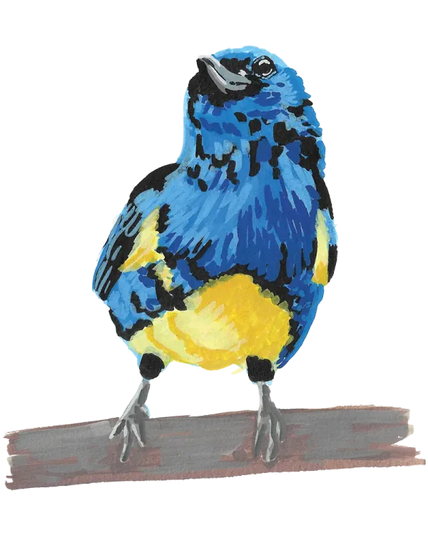 Turqoise tanager, which is really more of a royal blue color with black speckling and yellow belly